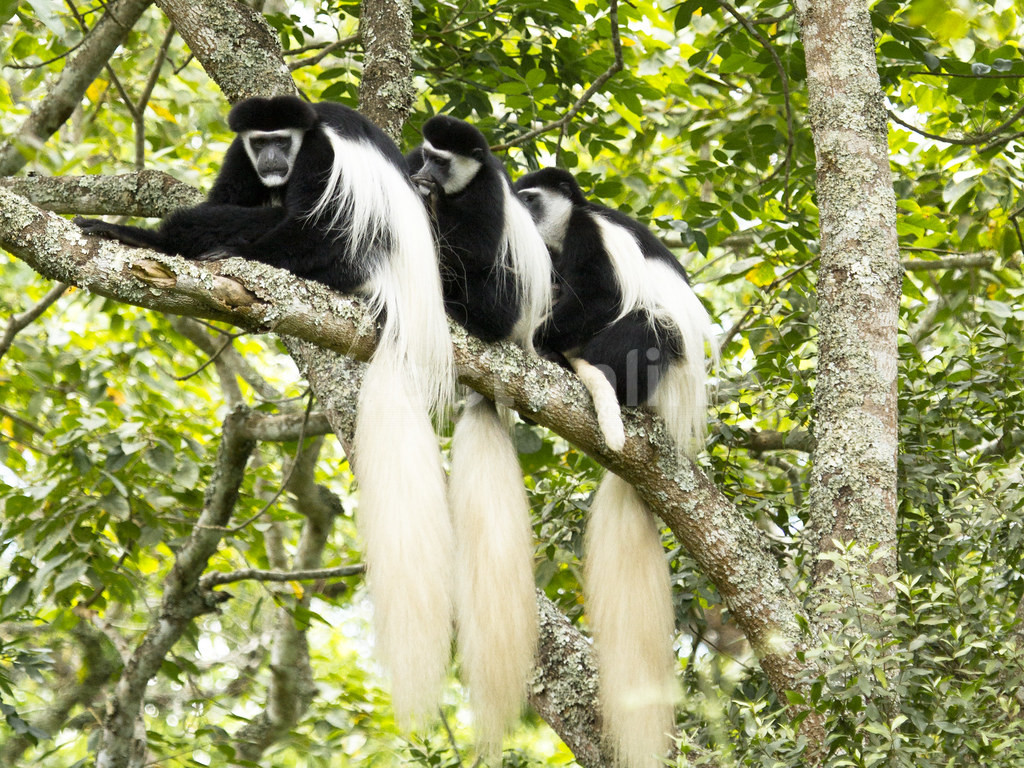 Arusha National Park: Facts, Features and More