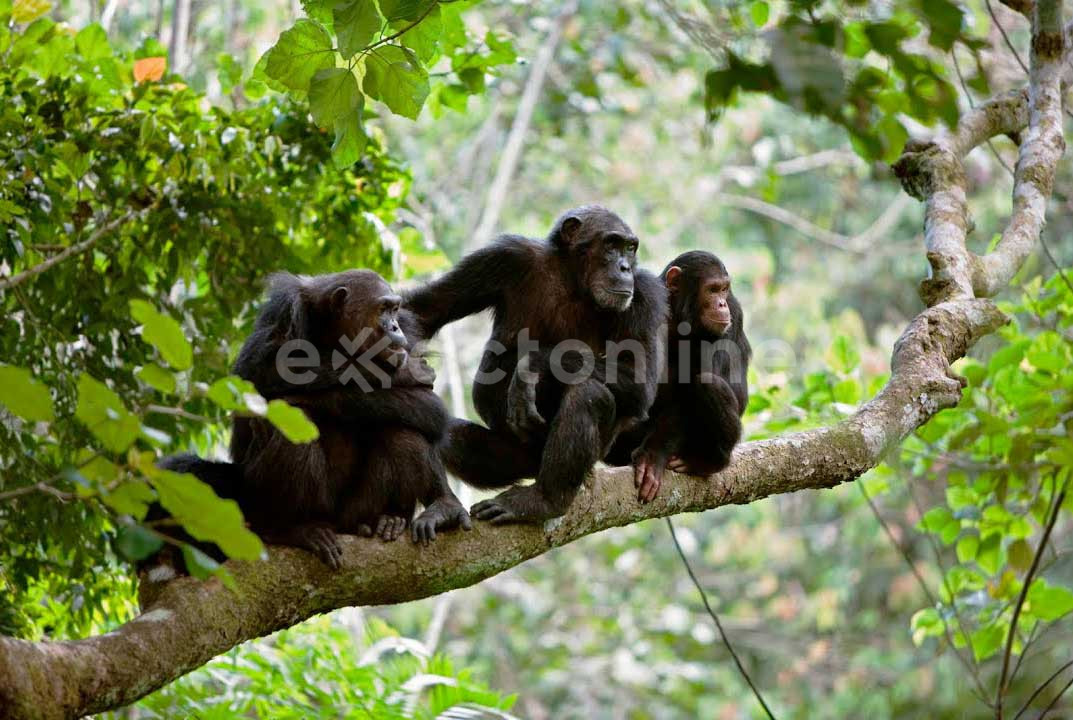 Gombe National Park : Facts, Features and More